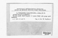 Endophyllum sempervivi image